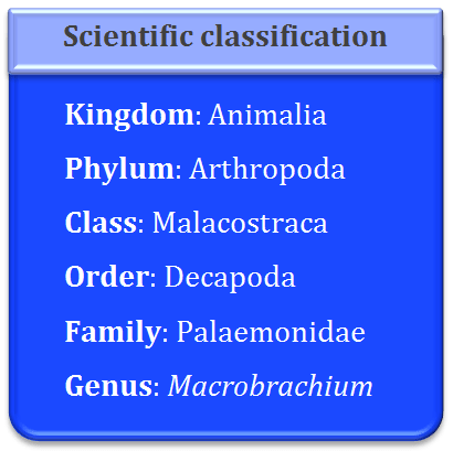 classification of Macrobrachium